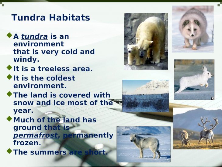 Habitats for plants and animals - [PPT Powerpoint]